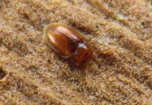 Symbiotes gibberosus